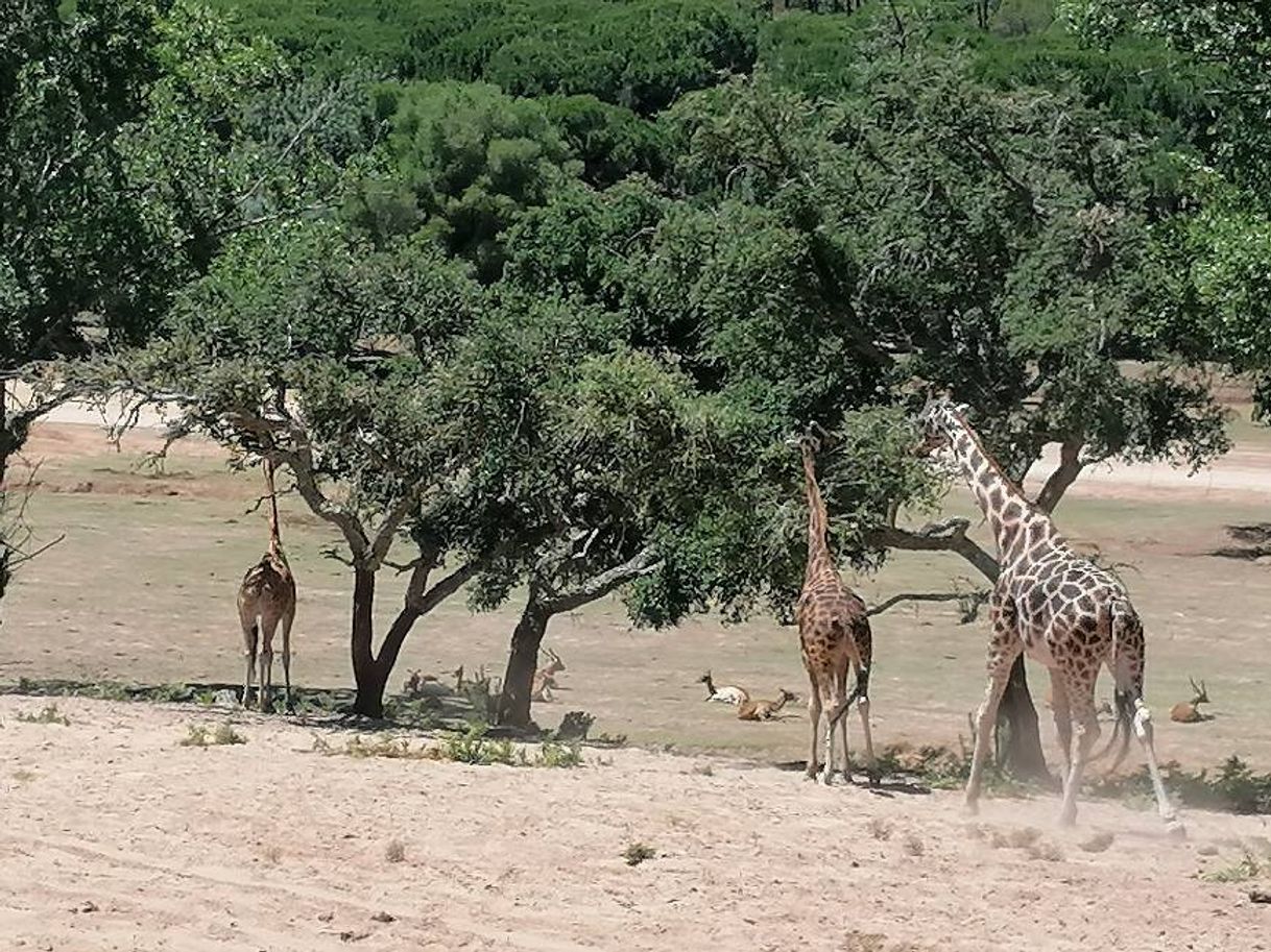 Place Badoca Safari Park