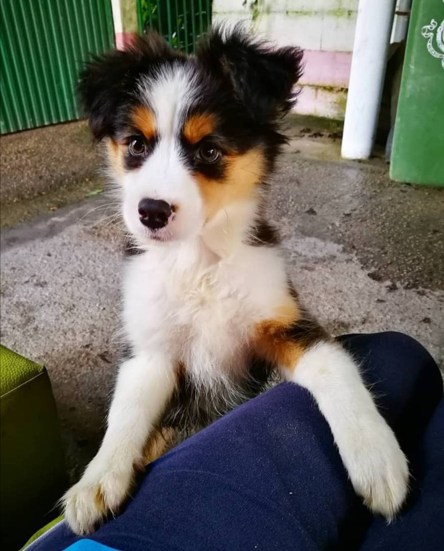 Fashion ♀️Border Collie cruzado Australian Shepherd ♂️