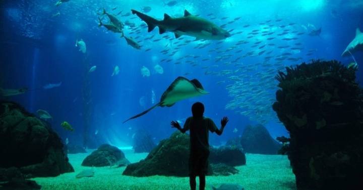 Oceanário De Lisboa 
