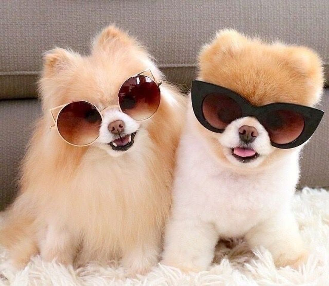 Fashion Cachorros 