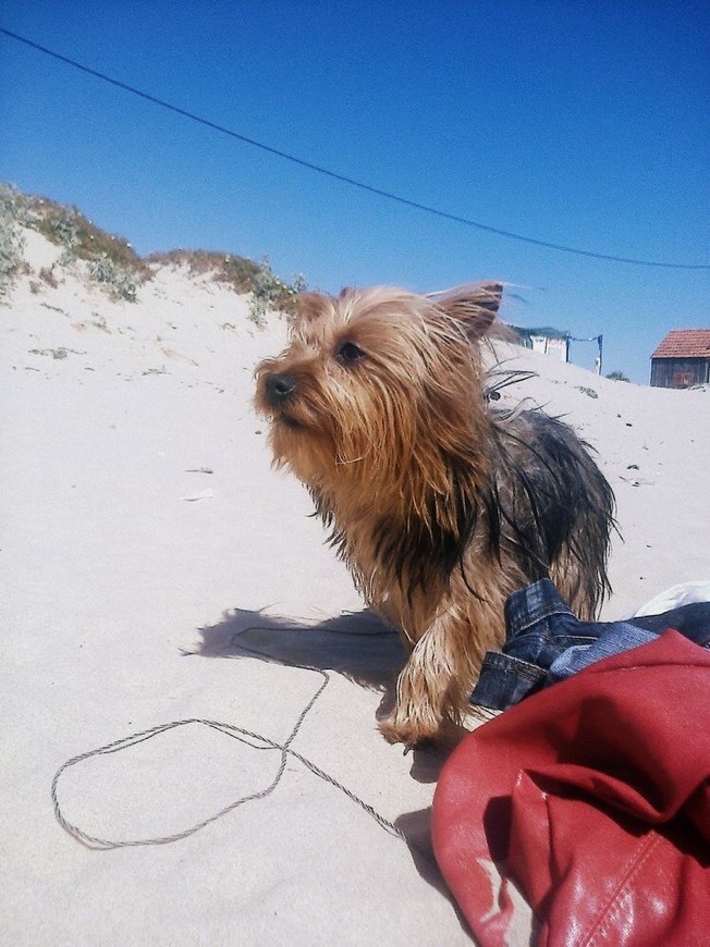 Fashion Yorkshire Terrier 