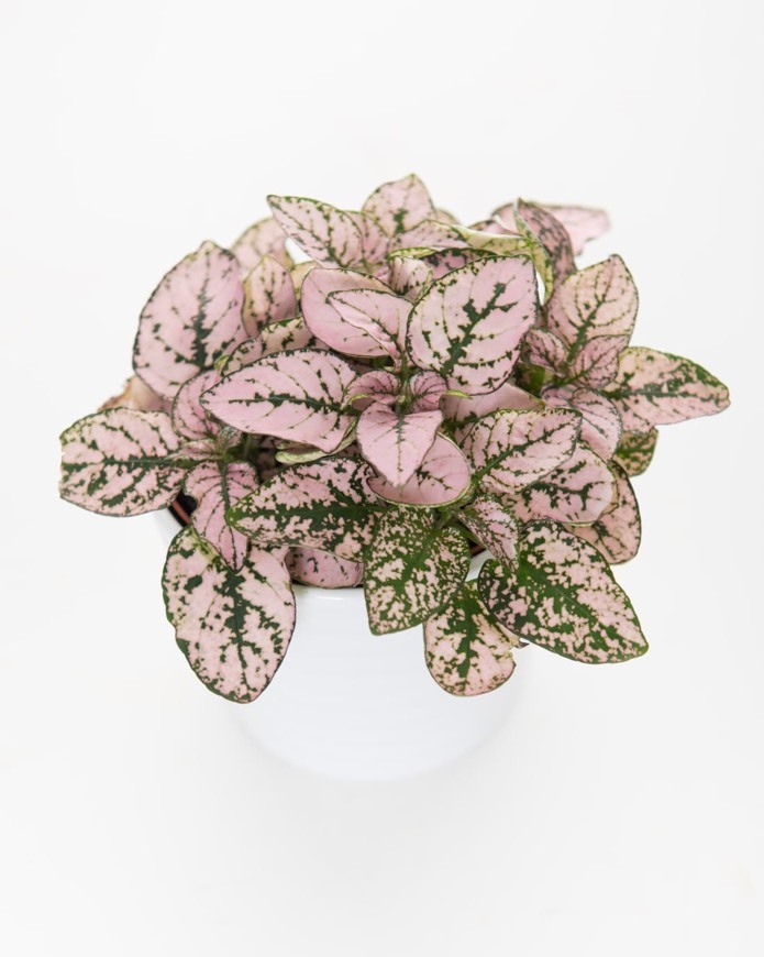 Moda Calathea Triostar 