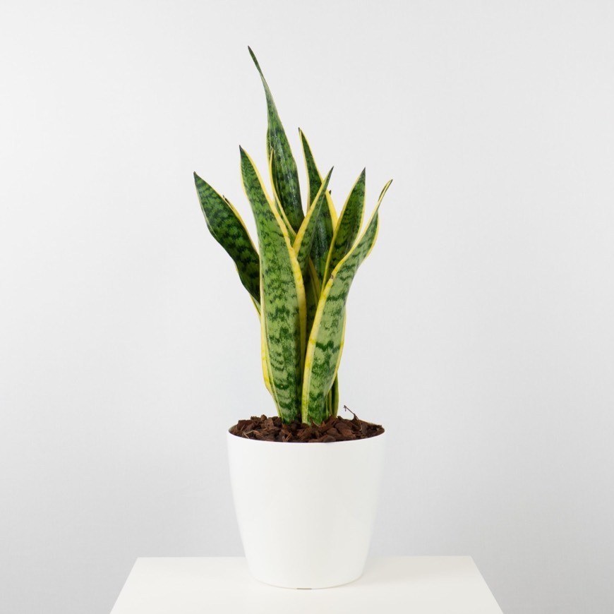 Producto Sansevieria Laurentii