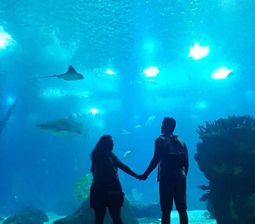 Place Oceanario de Lisboa