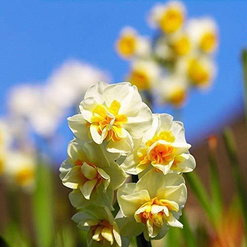 Product Portal Cool 100 PC mezcladas Semillas Narcissus.garden otoÃ±o cultivo de bulbos de