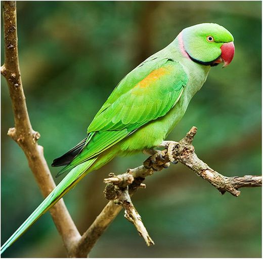 Pássaro ring neck verde