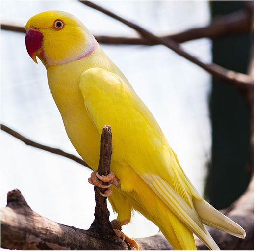 Pássaro ring neck amarelo