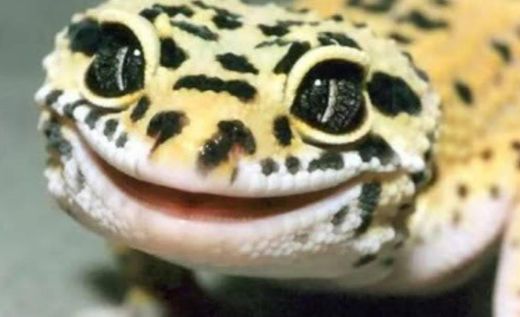 Gecko leopardo 