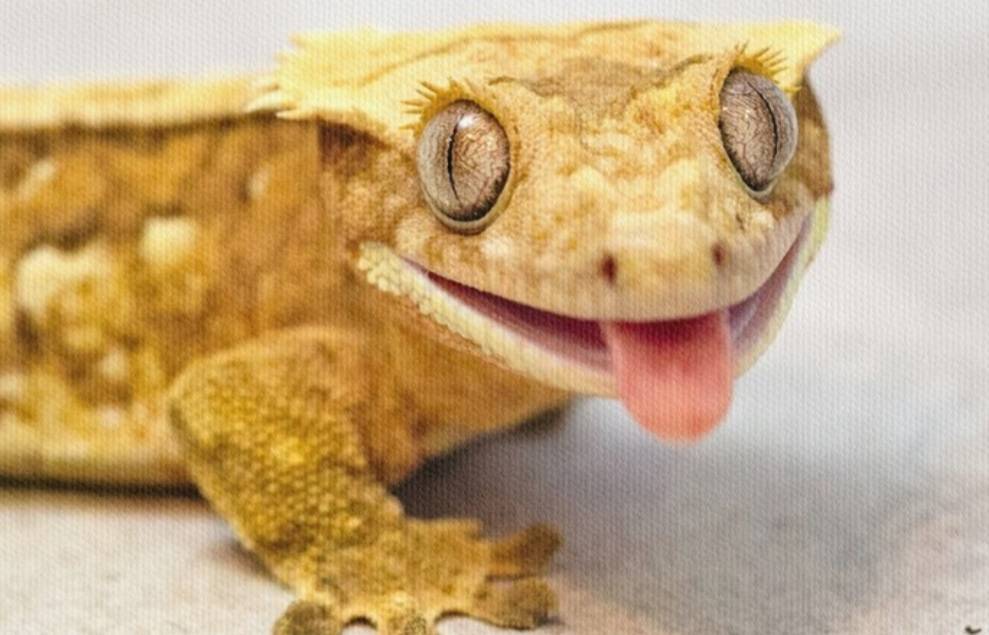 Moda Crested gecko