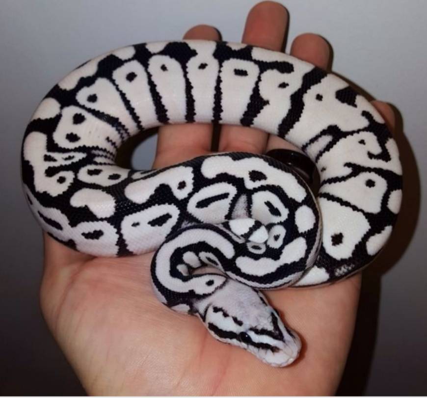 Moda Super pastel ball Python 