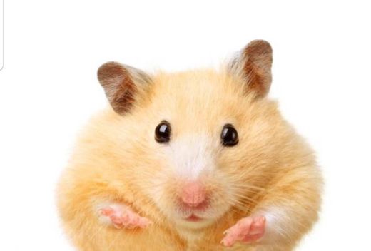 Hamster sirio