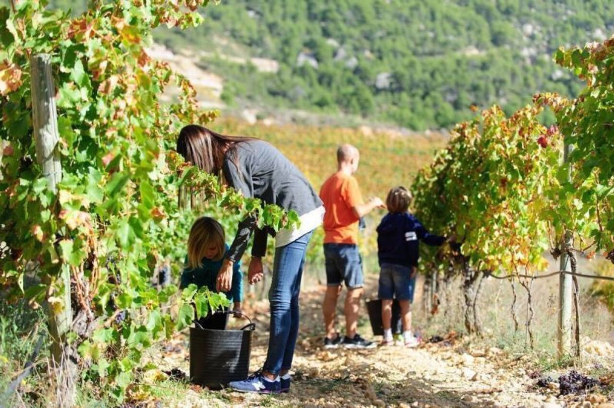 Lugar Celler Joan Ametller