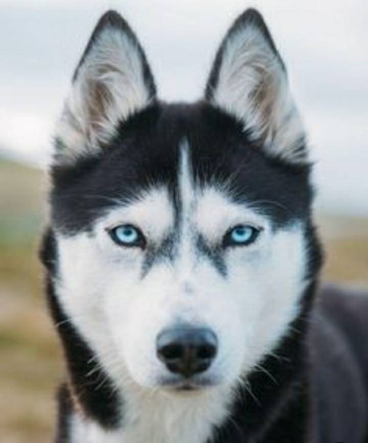 Moda Siberian Husky😍