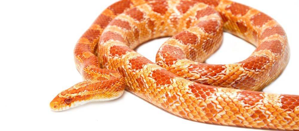 Moda Cobra do milho / Corn Snake