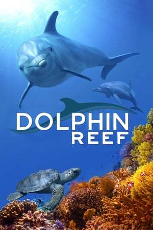 Movie Delfines: La vida en el arrecife