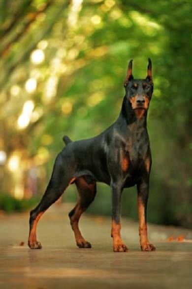 Fashion Cão doberman