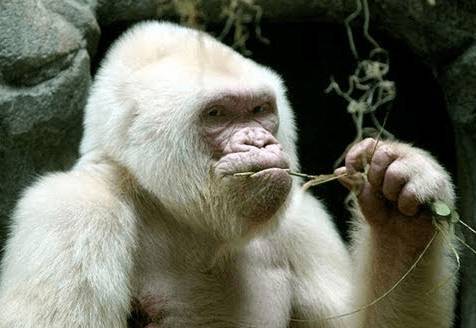 Gorila Albino ( Floquet de Neu )