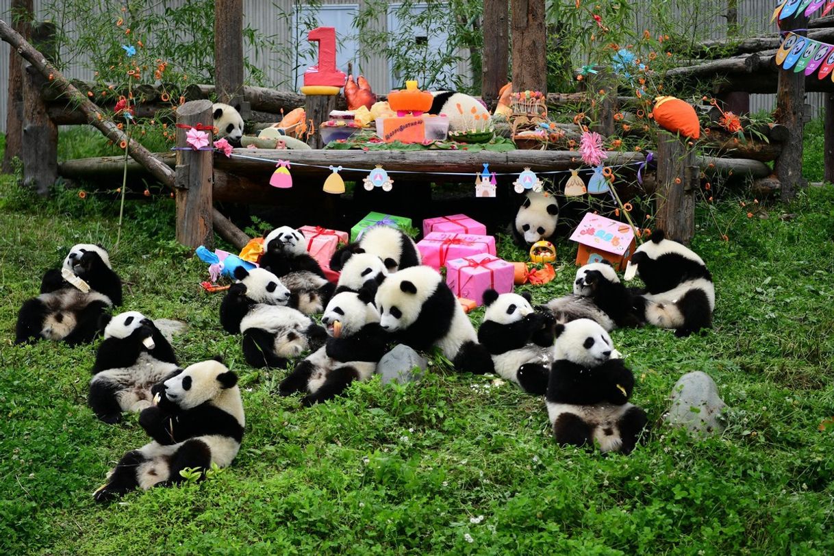 Lugar Chengdu Panda Breeding Research Center