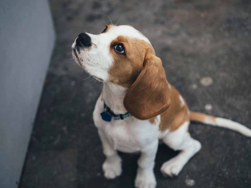 Productos Beagle