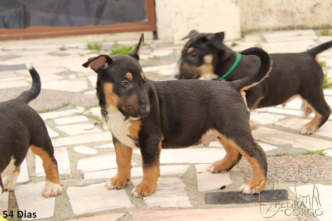 Moda Bull terrier standard