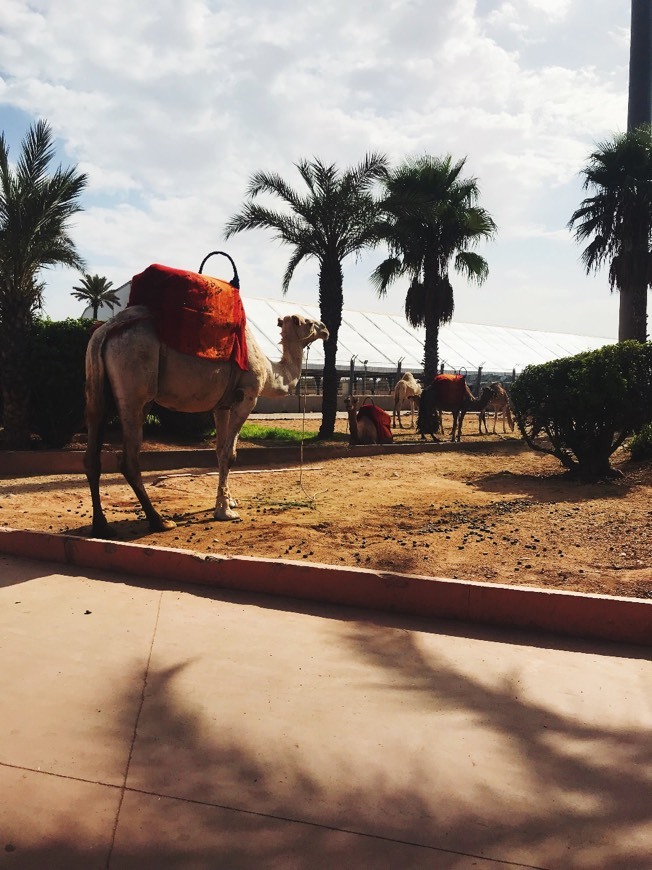 El Palmeral Marrakech