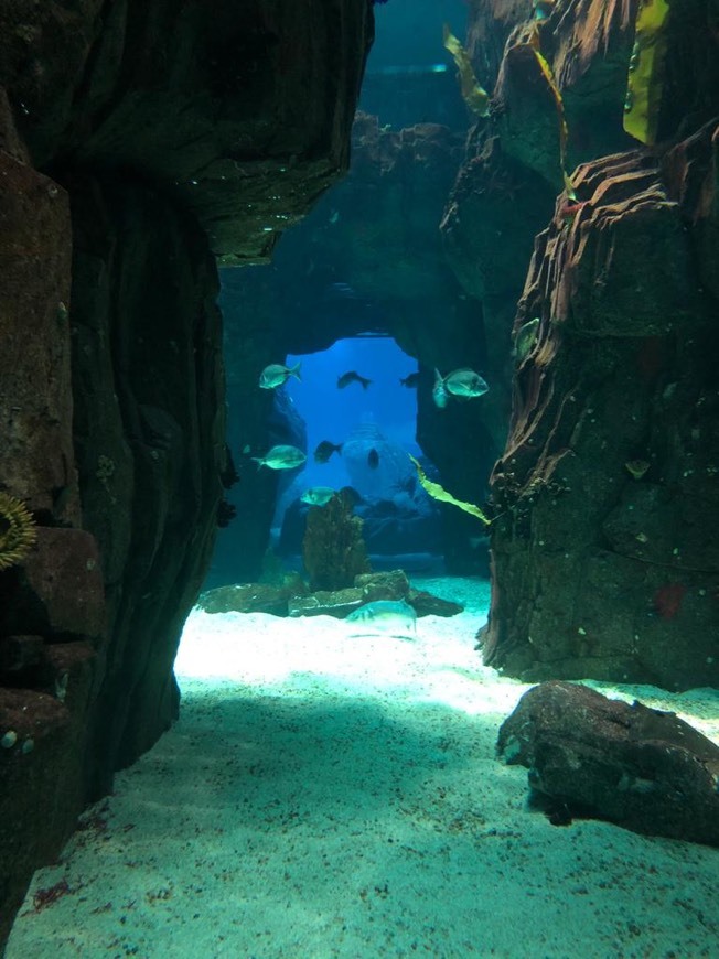 Place Oceanario de Lisboa