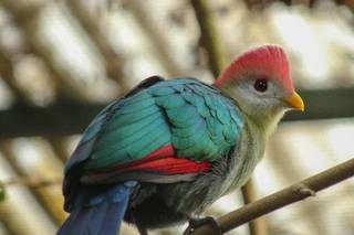 Lugar Zoo Lourosa - Ornithological Park Lourosa