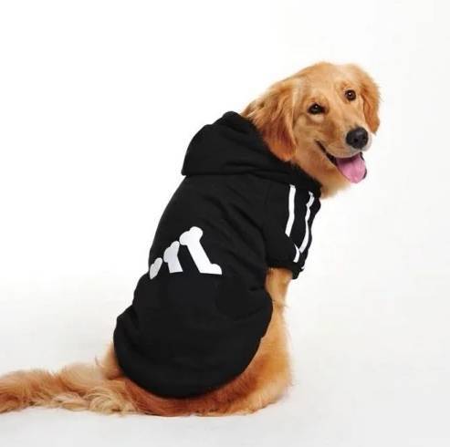 Fashion camisola para cão