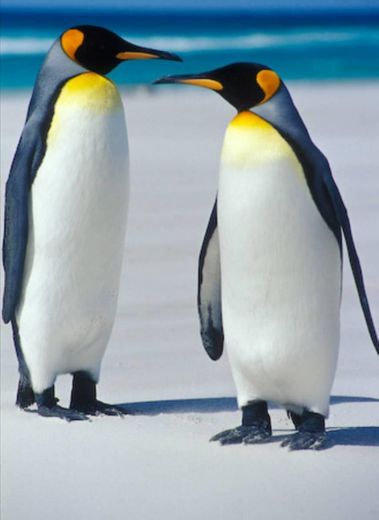 Pinguins 🐧❤️