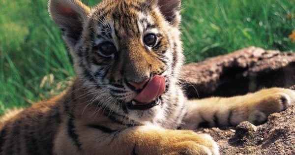 Animais 