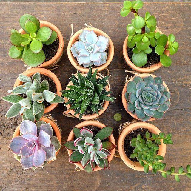 Social CATOS E SUCULENTAS