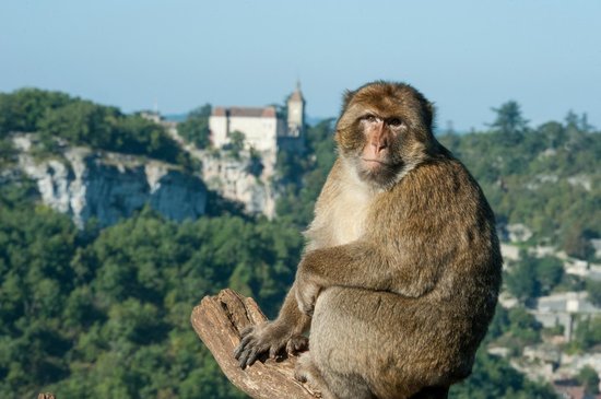 Lugares Monkey Forest