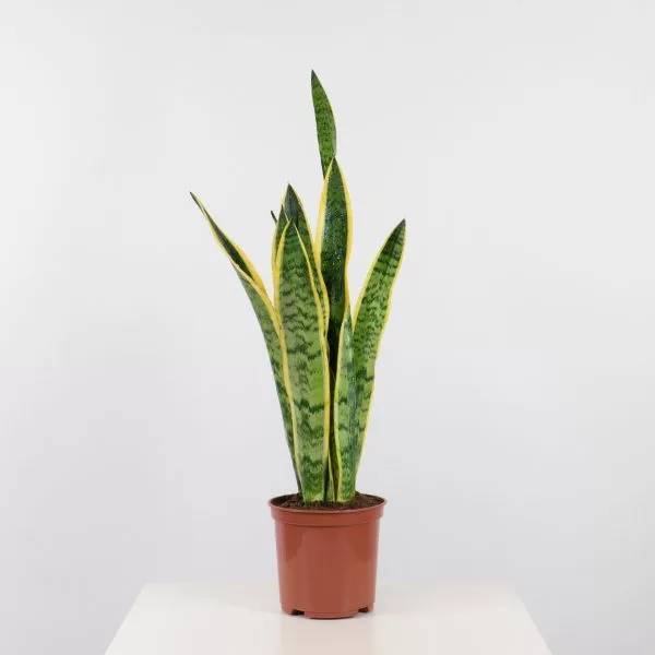 Producto Sansevieria laurentii