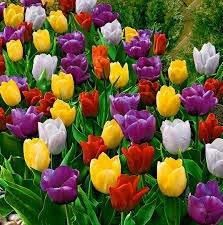 21 Bulbos De Tulipán De Colores Mezclados