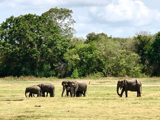 Kaudulla National Park