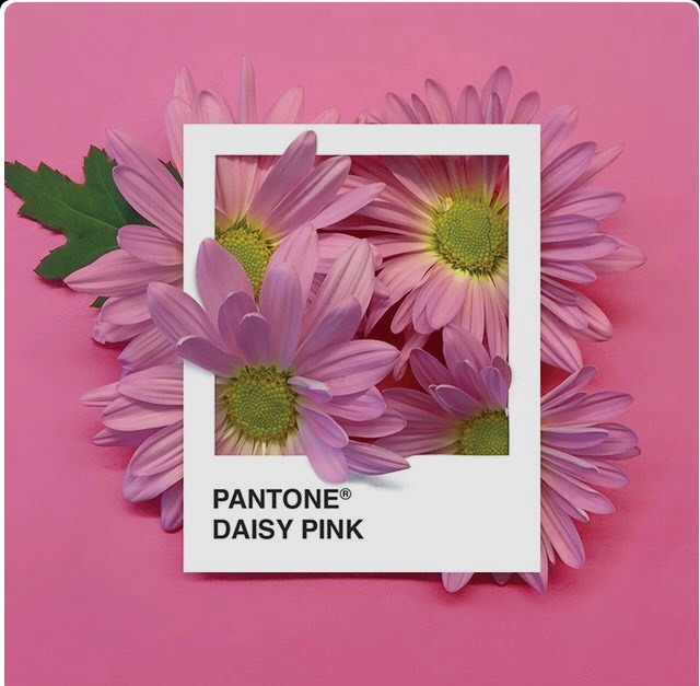 Fashion Daisy pink