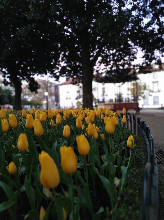 Lugar Jardim de Marques de Oliveira