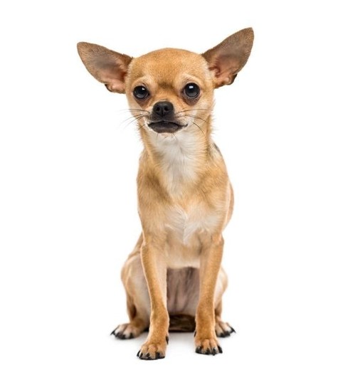 Chihuahua 