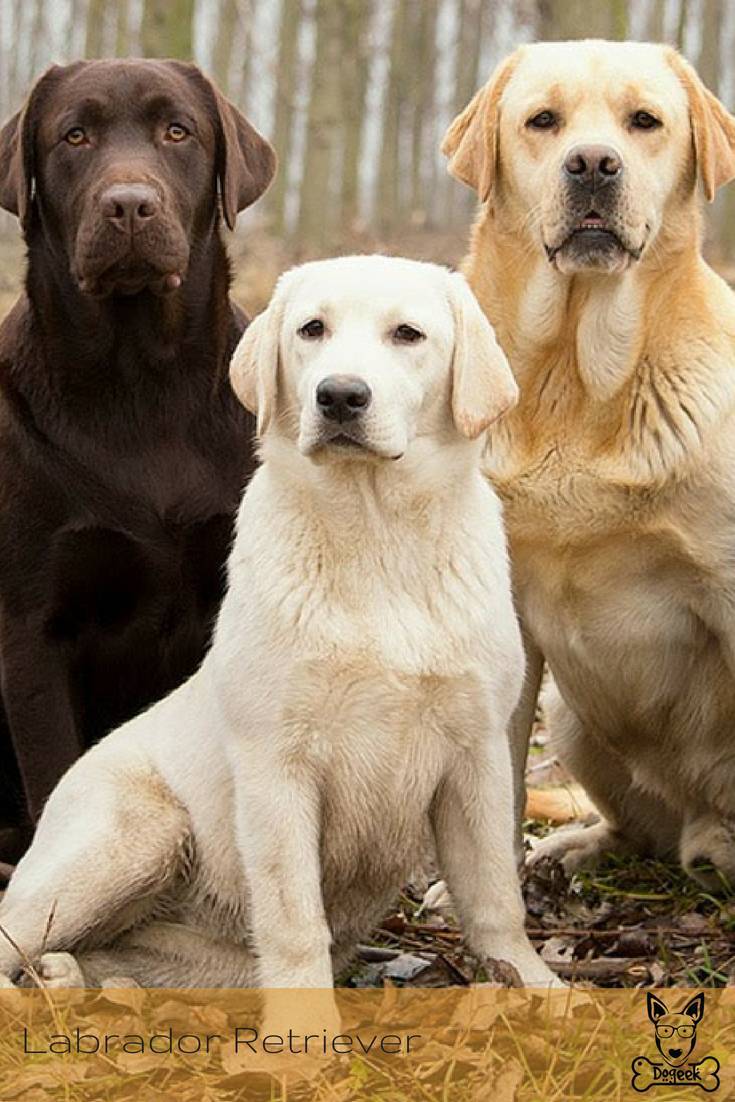 Moda Cachorro labrador: conheça tudo sobre a raça