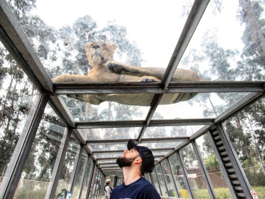 Place ZOO Santo Inácio