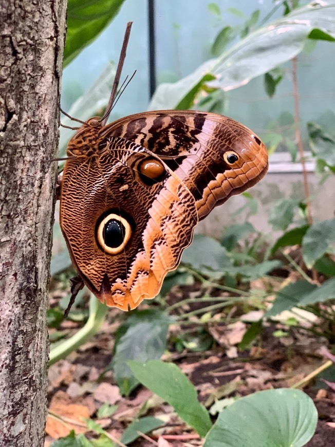 Lugar Grădina Zoologică Artis