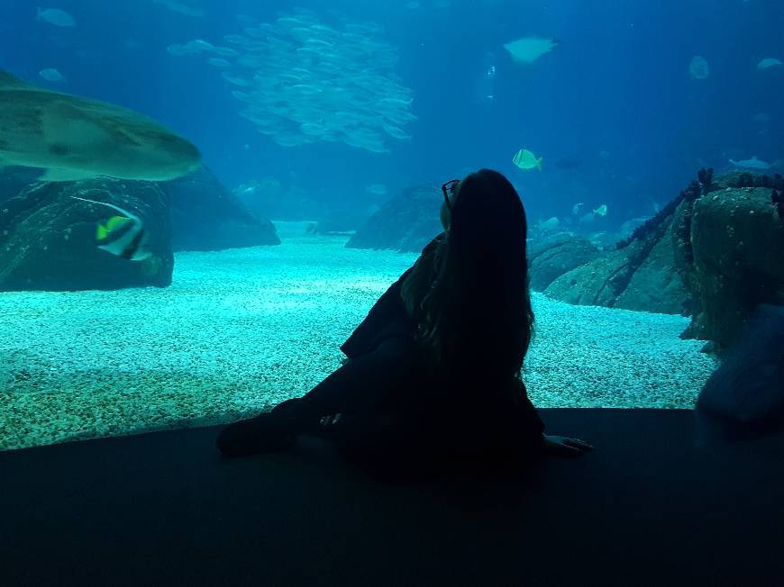 Lugar Oceanario de Lisboa