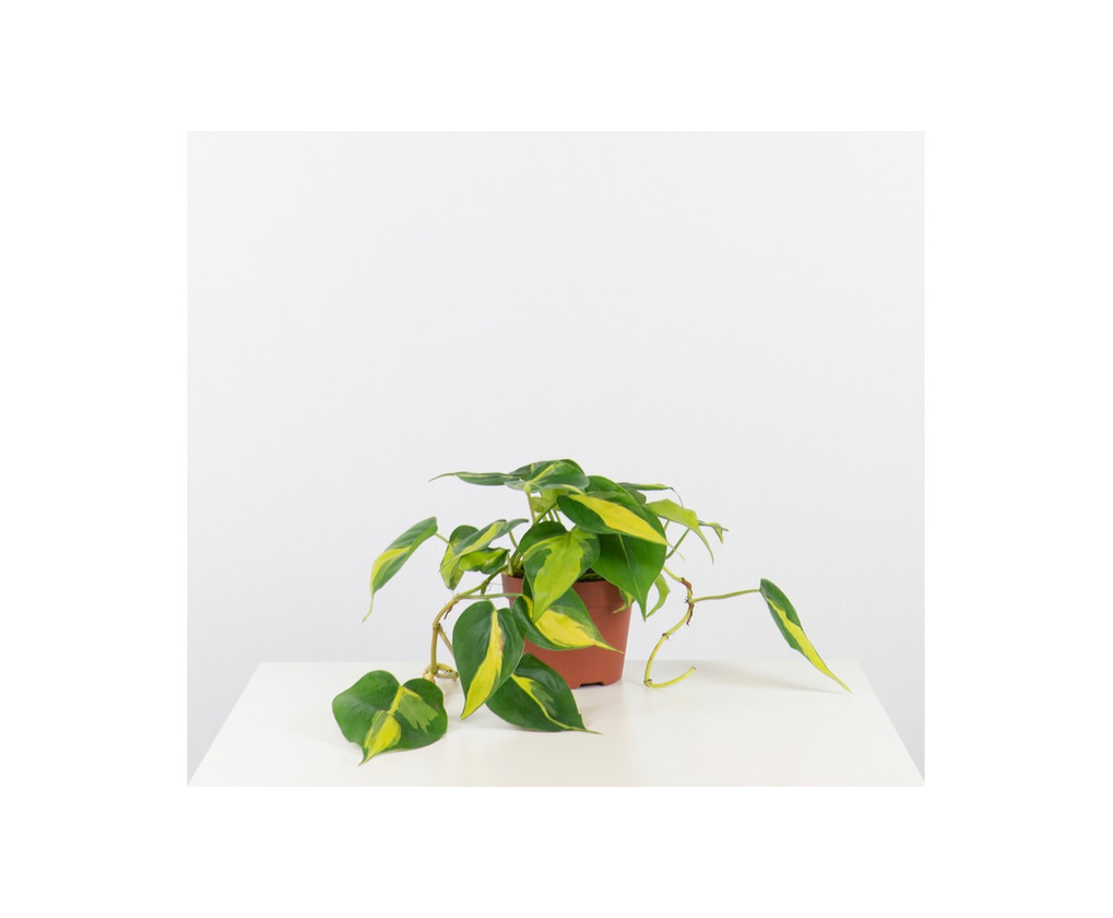 Social Philodendron Brasil