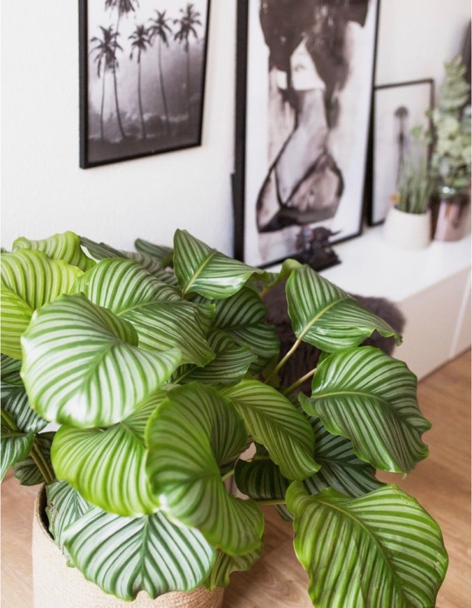 Social Calathea orbifolia