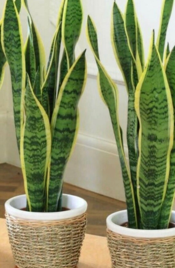 Social Sansevieria laurentii