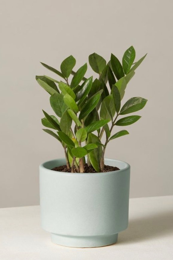 Social Zamioculcas zamiifolia