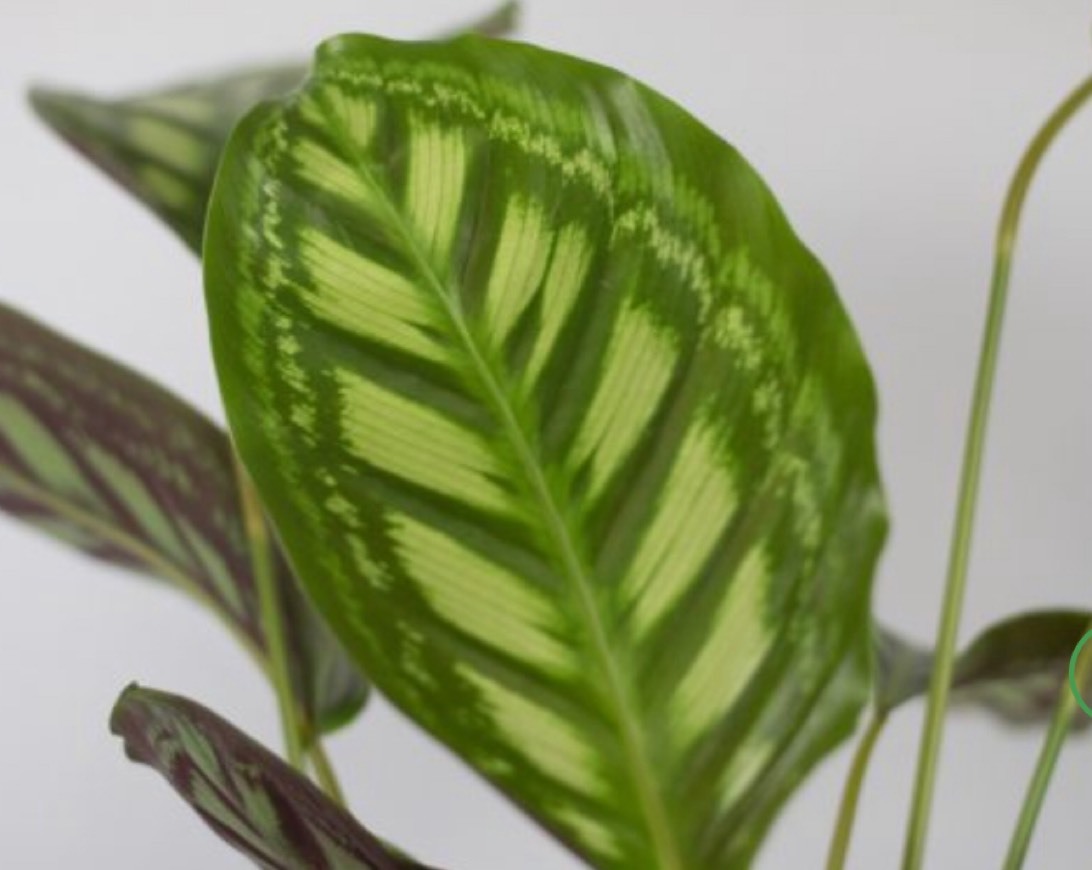 Producto Calathea Roseopicta