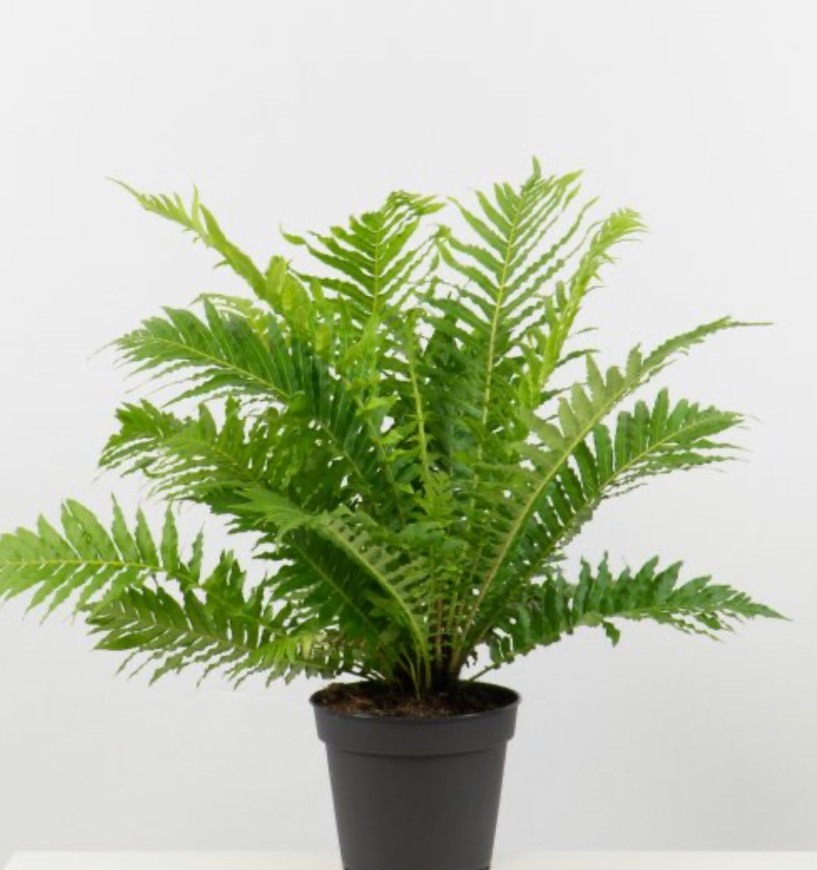 Social Blechnum gibbum