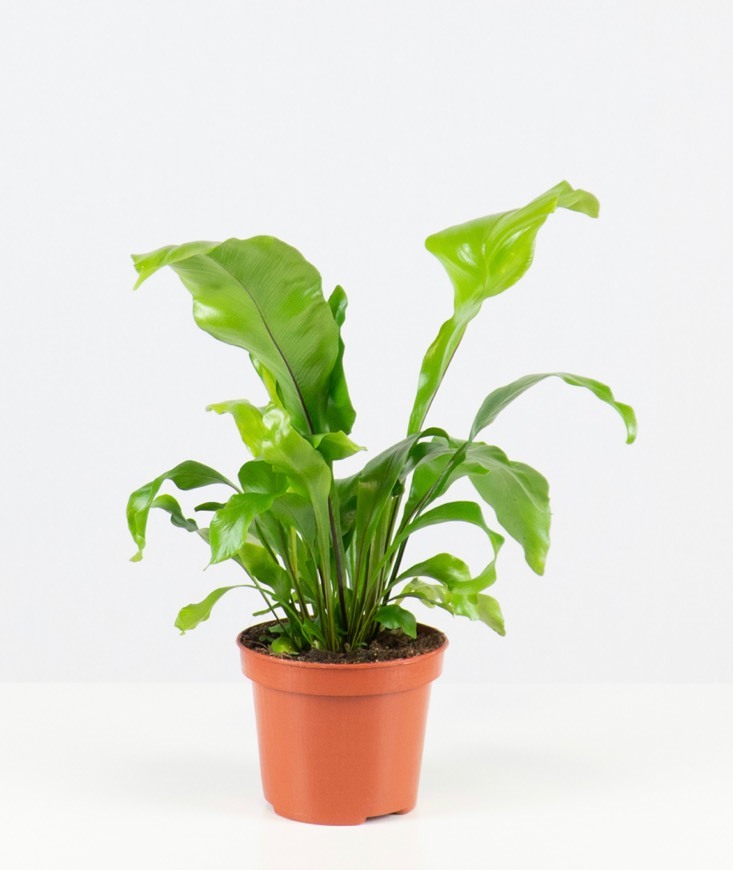 Producto Asplenium Nidus