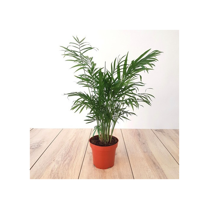 Producto Areca